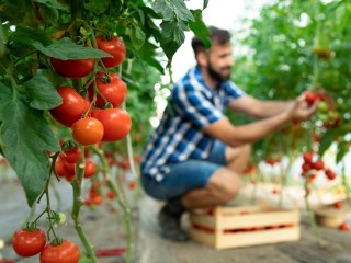 Тепличное хозяйство обеспечило продовольственную безопасность