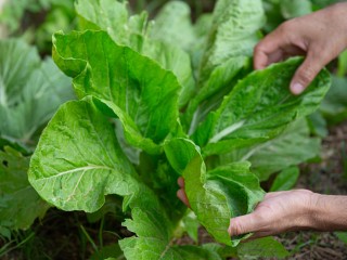 Урожай до снега: что можно посеять в июле на грядках в Лотошине