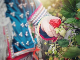 Как правильно выбрать усы клубники для размножения: секреты от агронома из Жуковского