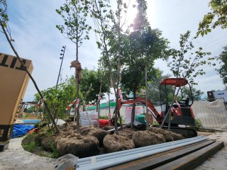 В сквере «60 лет Победы» высаживают новые кустарники и деревья