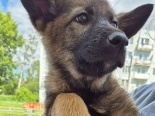 Блог в помощь: в Рузе дети помогли найти щенку дом