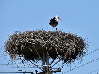 Удивительный мир «общения» двух аистов попал в соцсети Можайска