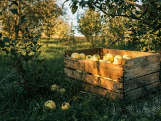 Как сохранить плодовый урожай и избежать появления насекомых в доме