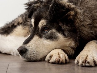 В Наро-Фоминске живодеры пытали и потом задушили нескольких щенков