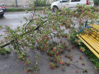 Сотрудники коммунальных служб убрали упавшее у подъезда дерево в Зарайске
