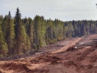 В Дубне выбрали компанию, которая разработает финальный проект Чернореченского леса