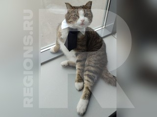 Кота Пепу назначили директором по свежести сетевого магазина в Орехово-Зуеве