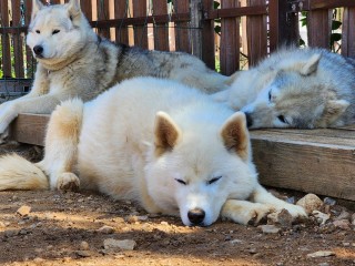 В Рузе для пары хаски ищут опекунов
