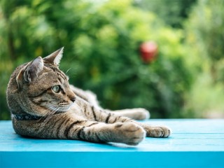 Помочь бездомным кошкам и собакам смогут жители Истры