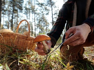 Роспотребнадзор дал рекомендации по безопасному сбору и приготовлению грибов
