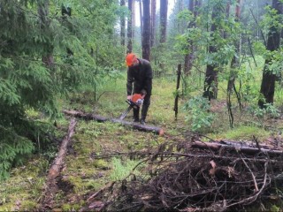 Неликвидную древесину ликвидируют в лесах Подмосковья