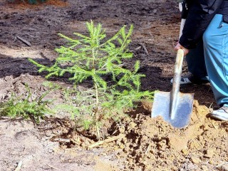 На улице Суворова неизвестные выкопали саженцы декоративной сосны из палисадника