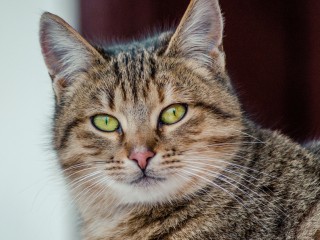 Пропавшую при пожаре в ЖК «Мытищи Лайт» кошку нашли живой