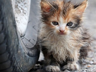 Котенок, который упал с крыши, нашел хозяев в Волоколамске