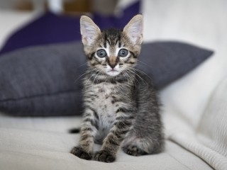 В Лотошине ищут дом для животных, нуждающихся в заботе