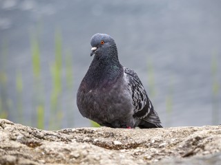 Ветеринары исключили птичий грипп из причин гибели голубей в Звездной городке