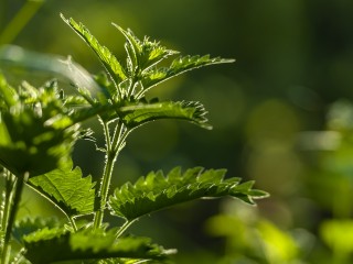 Культ жгучего растения: как лучше отметить Крапивное заговенье