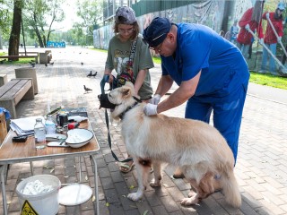 В Реутове прошла бесплатная вакцинация домашних животных против бешенства