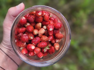 Цены на сушеную землянику достигают в Звенигороде ₽10 тыс. за килограмм