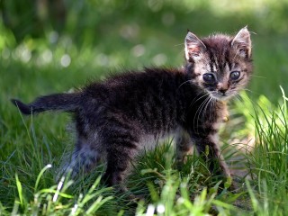 Четырех котят, которых злые хозяева выбросили в мусор, пристраивают в Клину