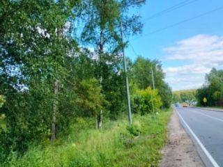 Аварийное дерево спилили на дороге до Турейки после обращения жителей