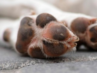 Волонтеры спасают сбитую на трассе М-11 собаку, которую чуть не съели опарыши