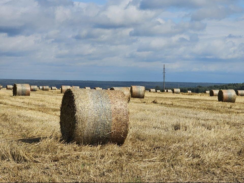 В Озерах продолжили уборку урожая зерновых культур
