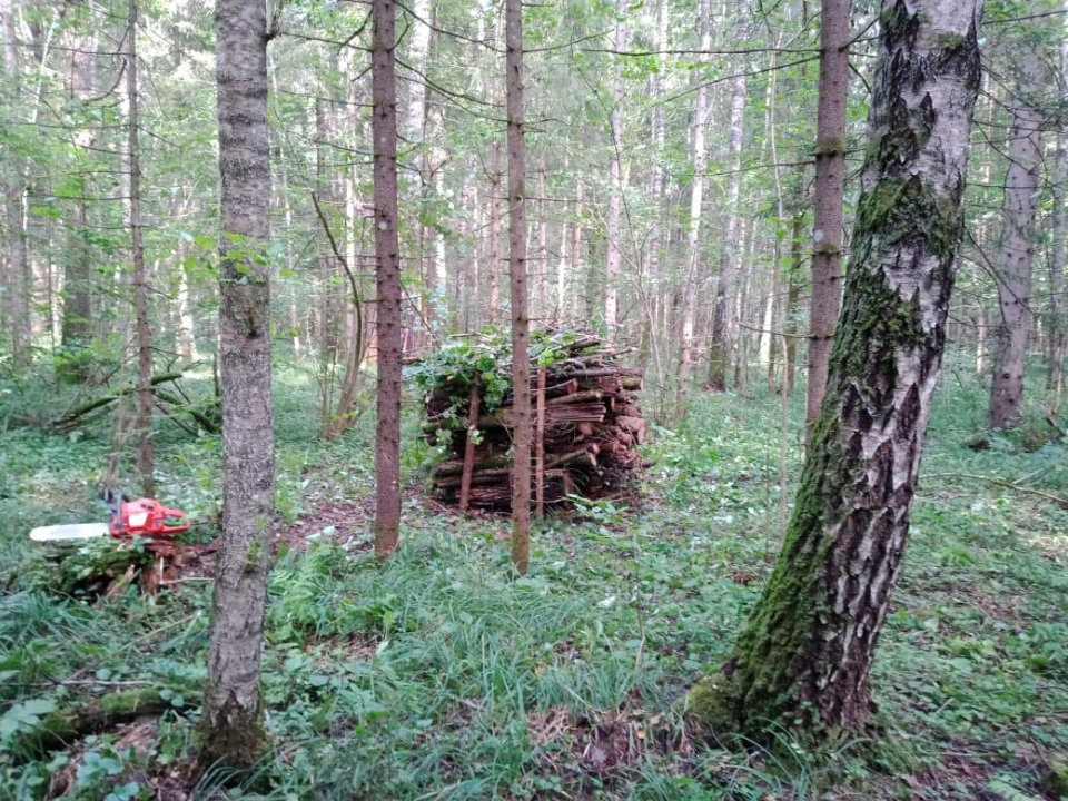 В Наро-Фоминском округе очищают леса от поврежденных деревьев