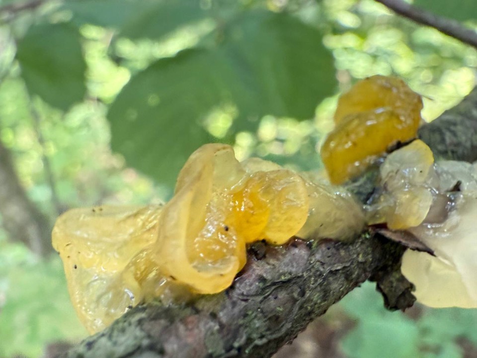 Редкий гриб «звездное желе» нашли в Подмосковье