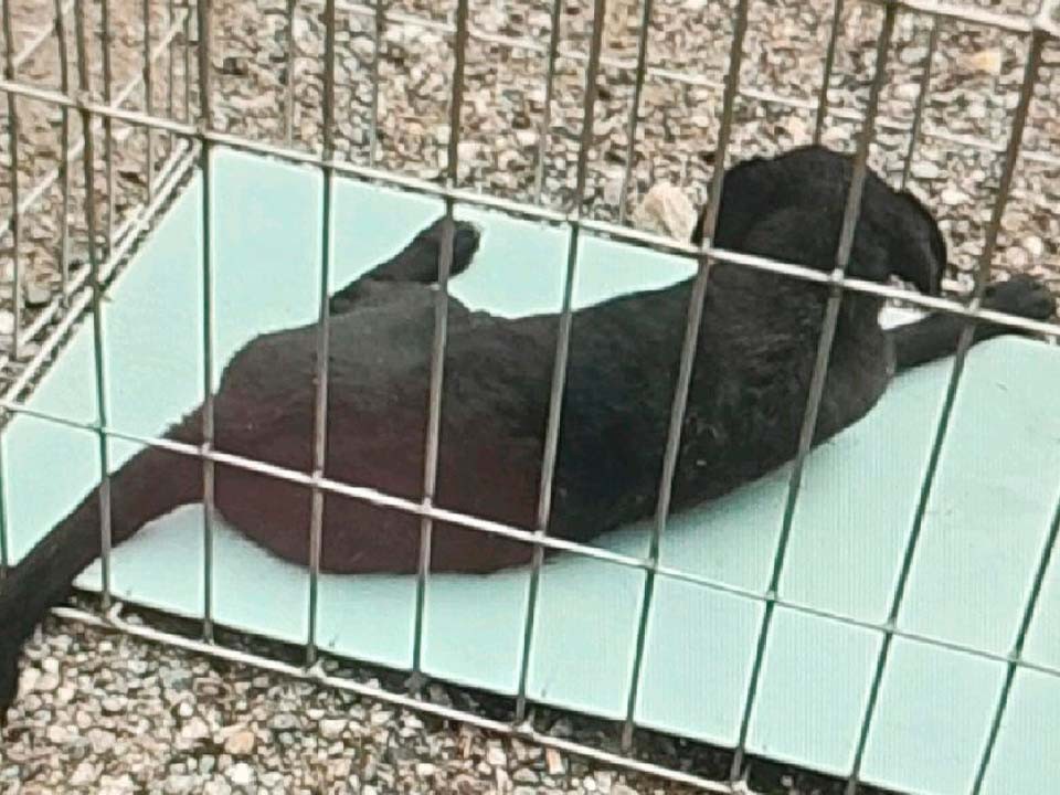 В Загорье-2 отловили бездомную собаку, которая могла загрызть кошку на участке