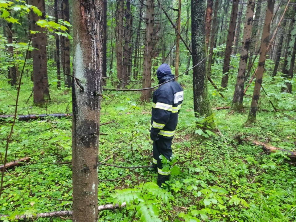 Спасатели разыскали пенсионерку, заблудившуюся в лесу под Клином