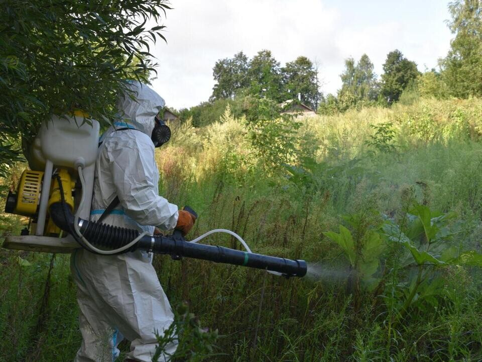 В Лотошине приступили ко второму этапу ликвидации борщевика Сосновского