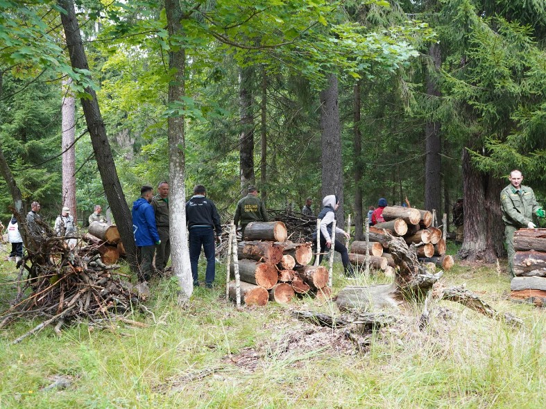 В Шатуре леса очистили от сухостоя и мусора