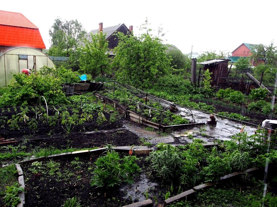 За выращивание могильника на участке ввели уголовную ответственность