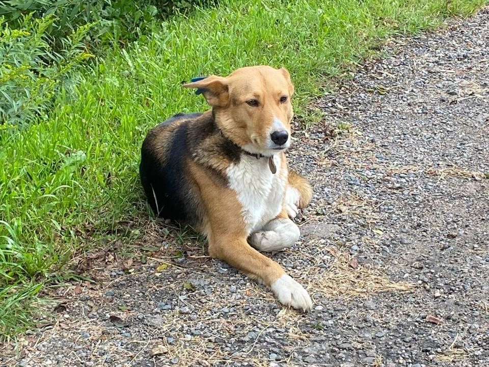 Свыше 200 бездомных собак отловили с начала года в Солнечногорске