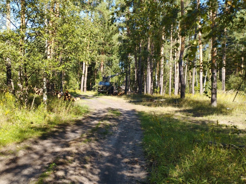 Под Городцом расчищают лес от сухих деревьев