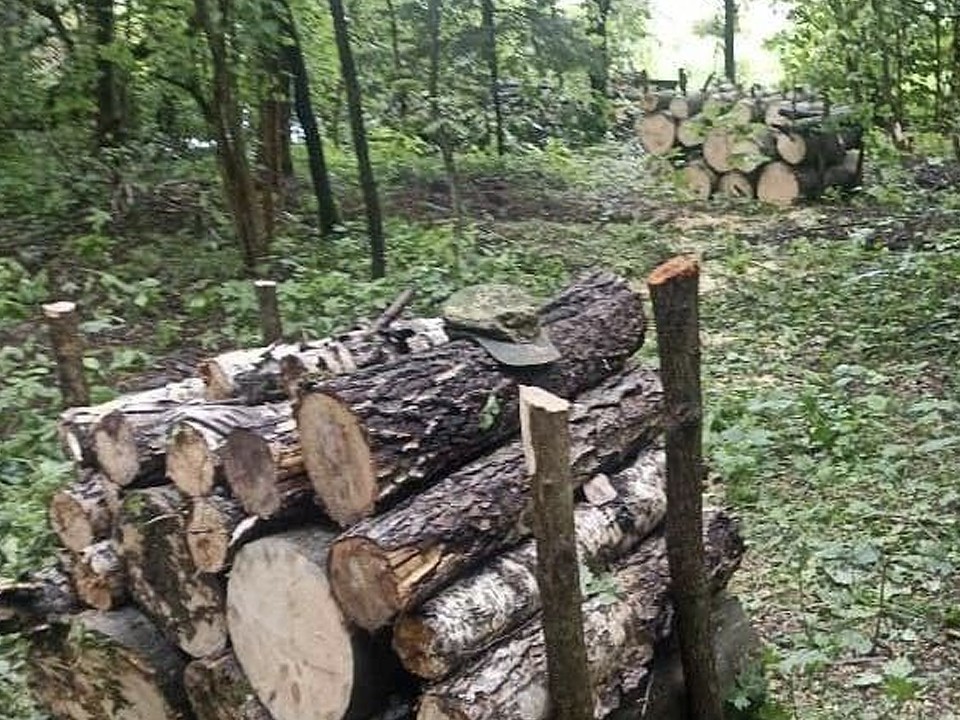 В Истринском лесничестве завершились работы по уборке древесины