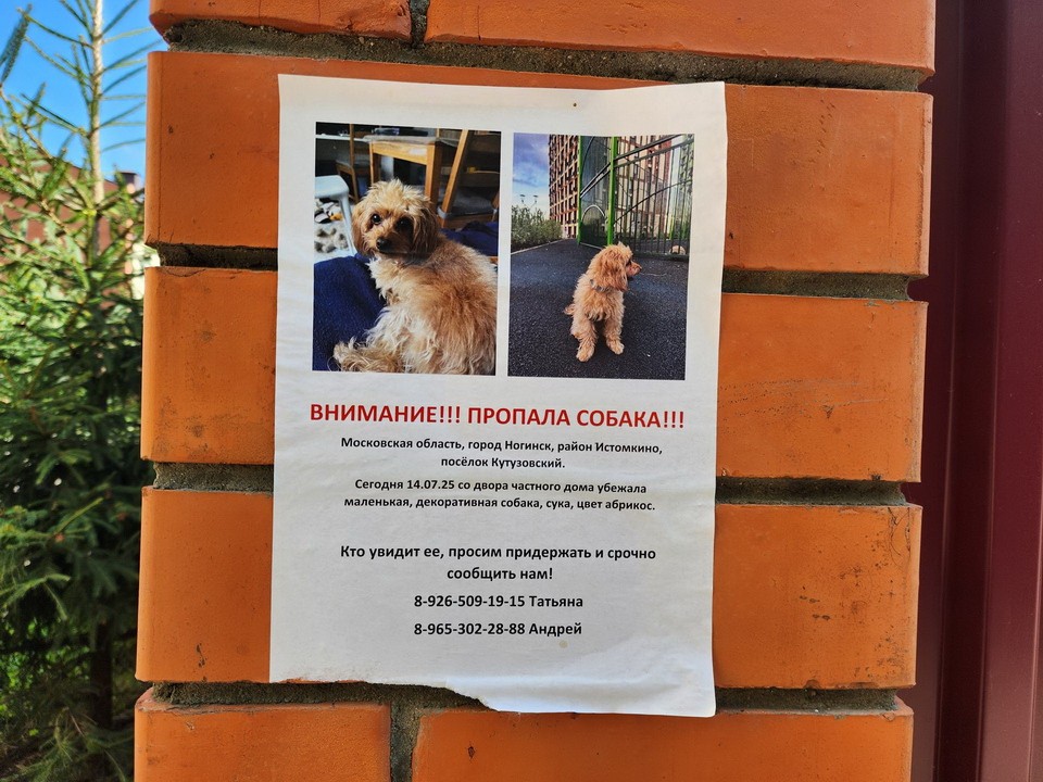 Хозяева редкой собаки третью неделю ищут пропавшего под Ногинском питомца