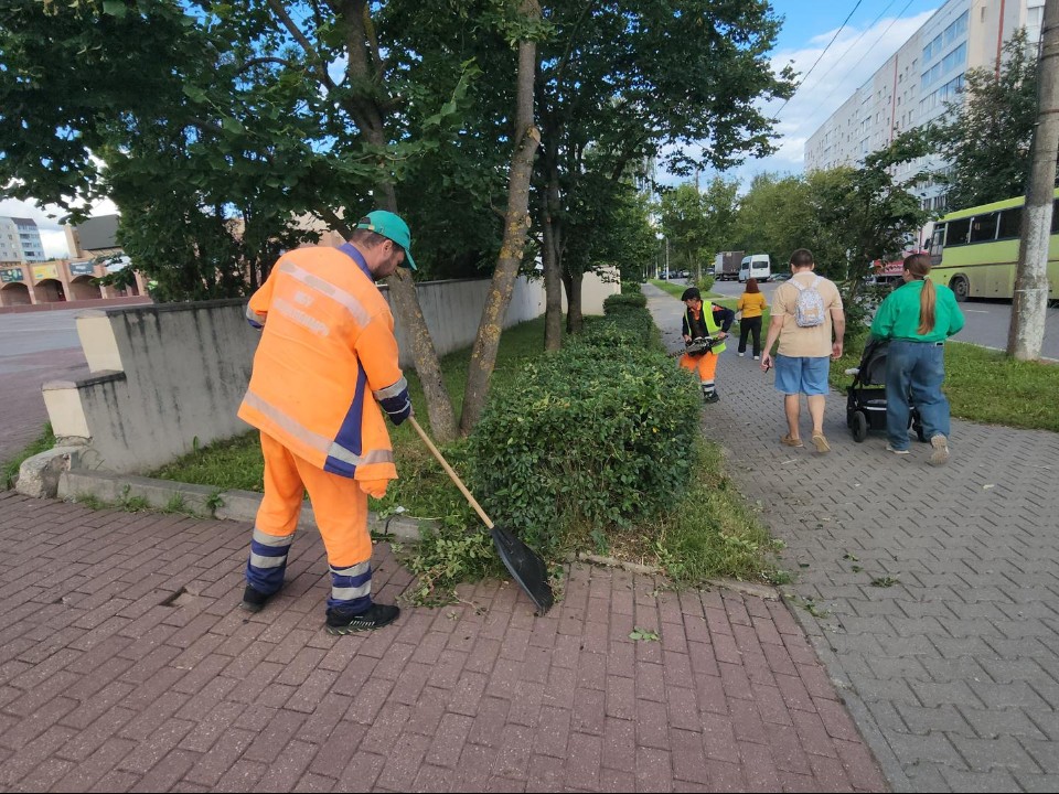 Кустам рядом с Истринским кинотеатром «сделали прически»