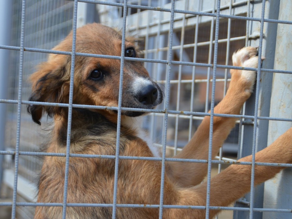 В Коломне объявлен сбор корма для бездомных собак и кошек