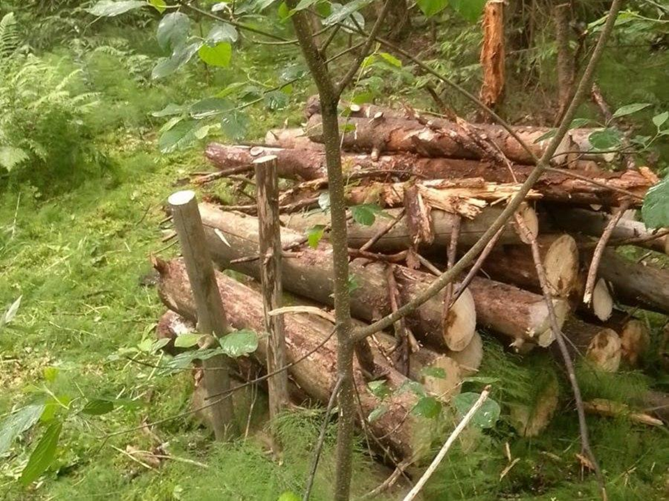 Лес возле деревни Вишняково станет чище благодаря санитарной уборке