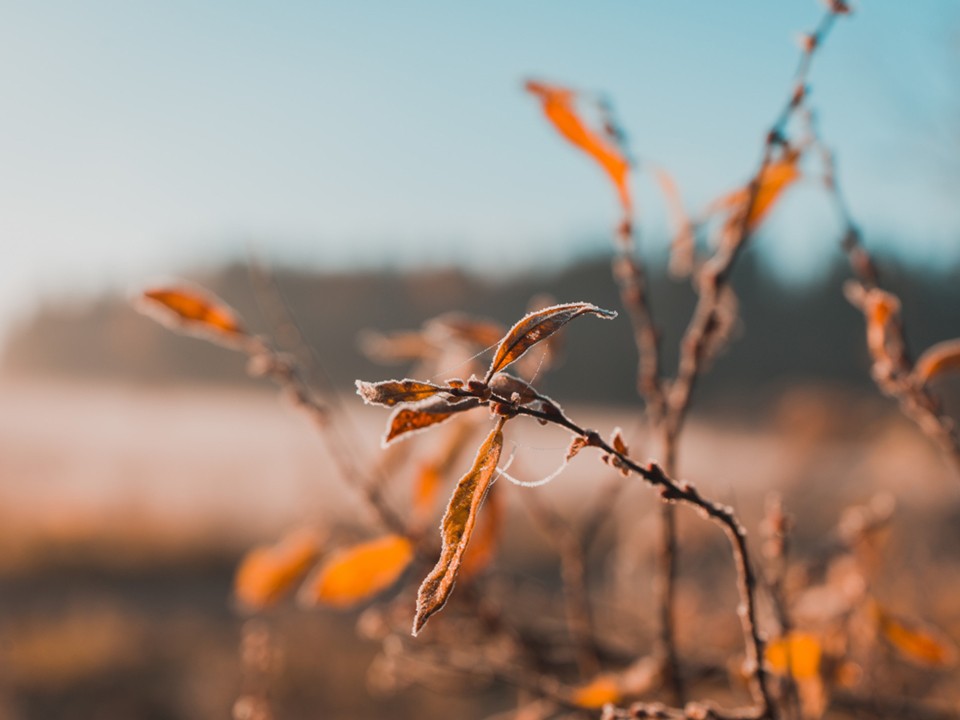 Метеоролог: по ночам в Подмосковье будет ниже +10, а это — предтеча осени