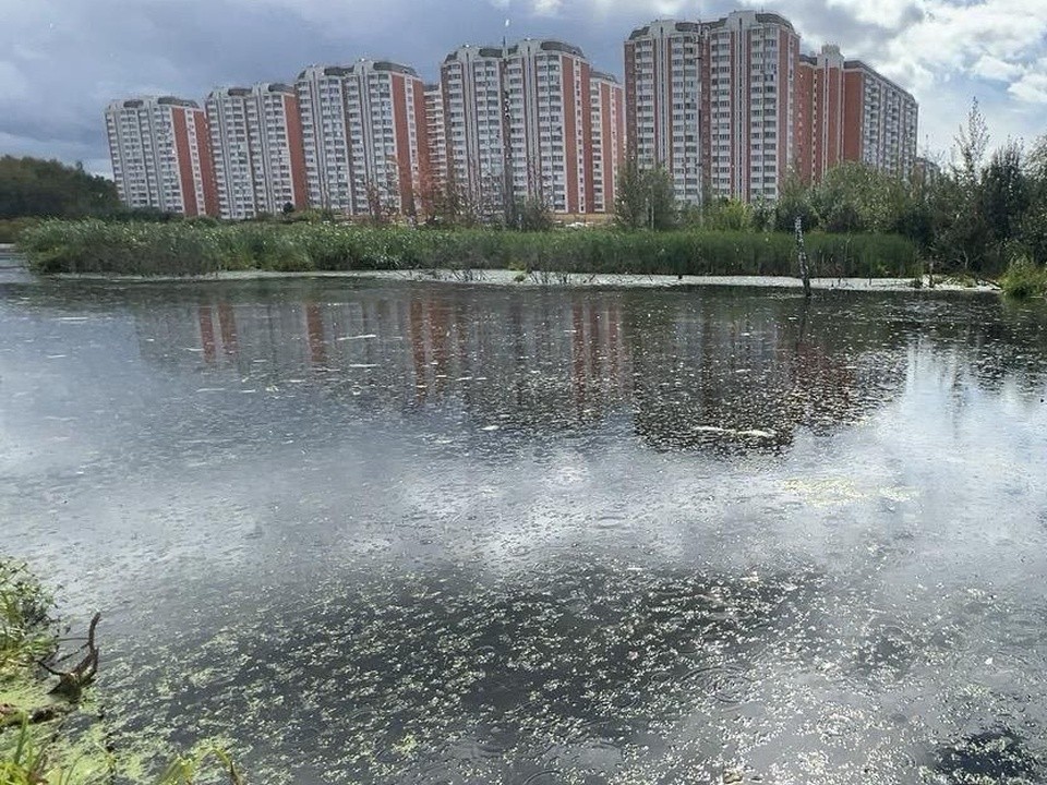 Власти опровергли сообщения о мертвой рыбе в Черном озере