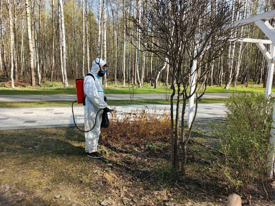 Клещи атакуют электростальцев на природе и в пригородных СНТ
