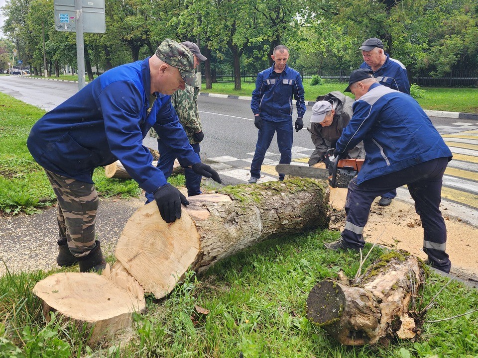 В Клину убрали аварийное дерево у дома на Бородинском проезде