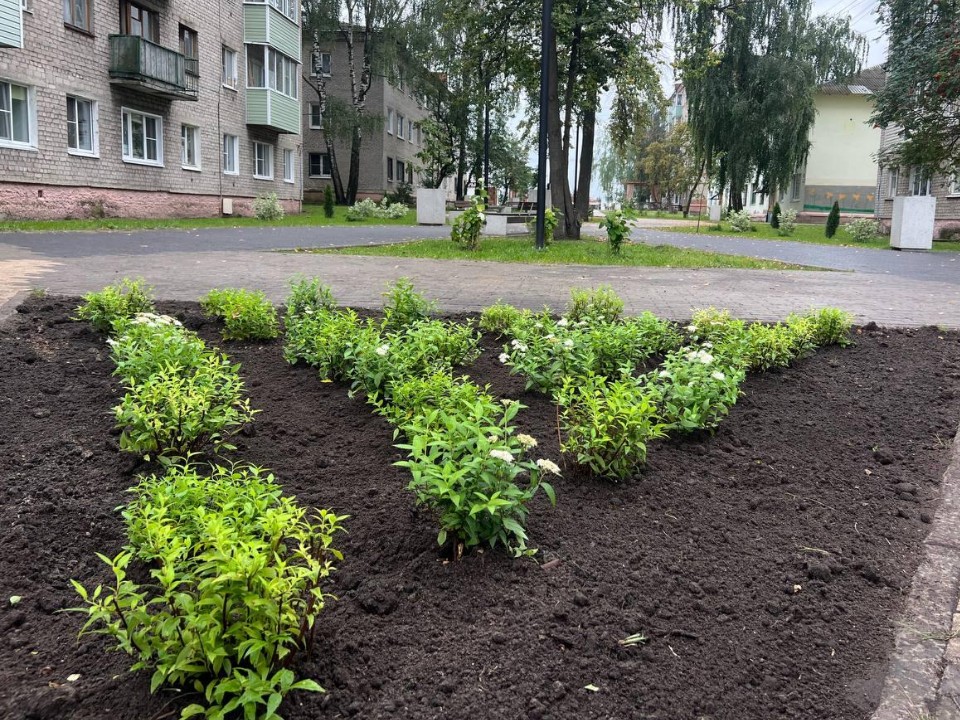 Вдоль бульвара Мира высадили кусты сирени и туи