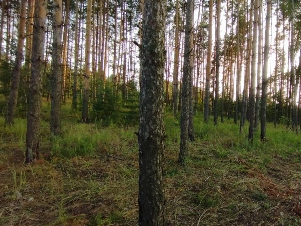 В лесу у поселка Сосновый Бор начались работы по очистке от сухих деревьев