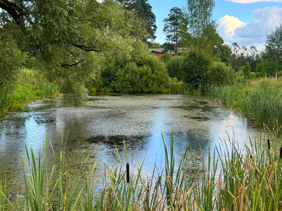 Заросший водоем в Семеновском сделают пожарным прудом по всем стандартам