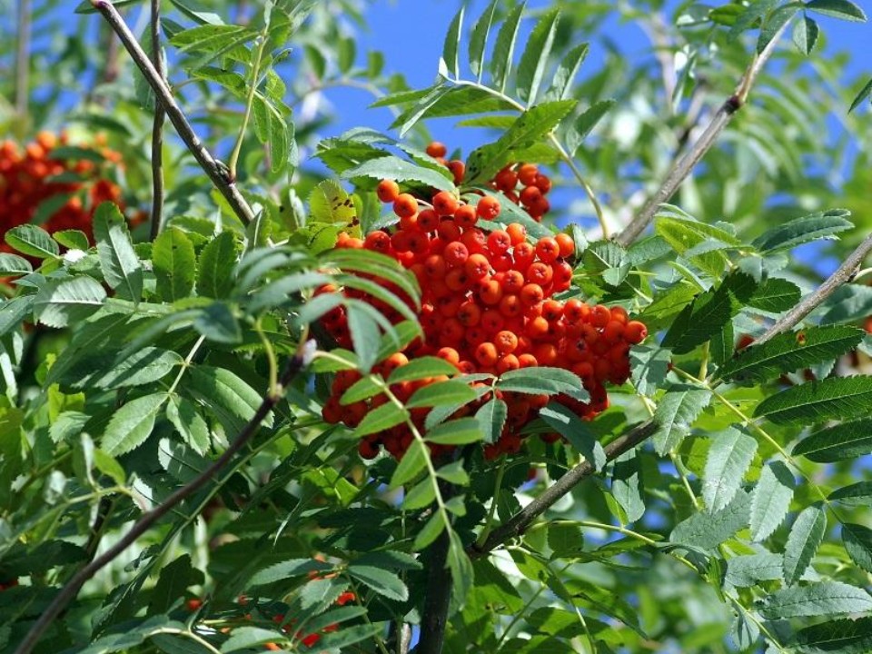 Как рябина, липа и береза помогут ученым изучать климатические изменения