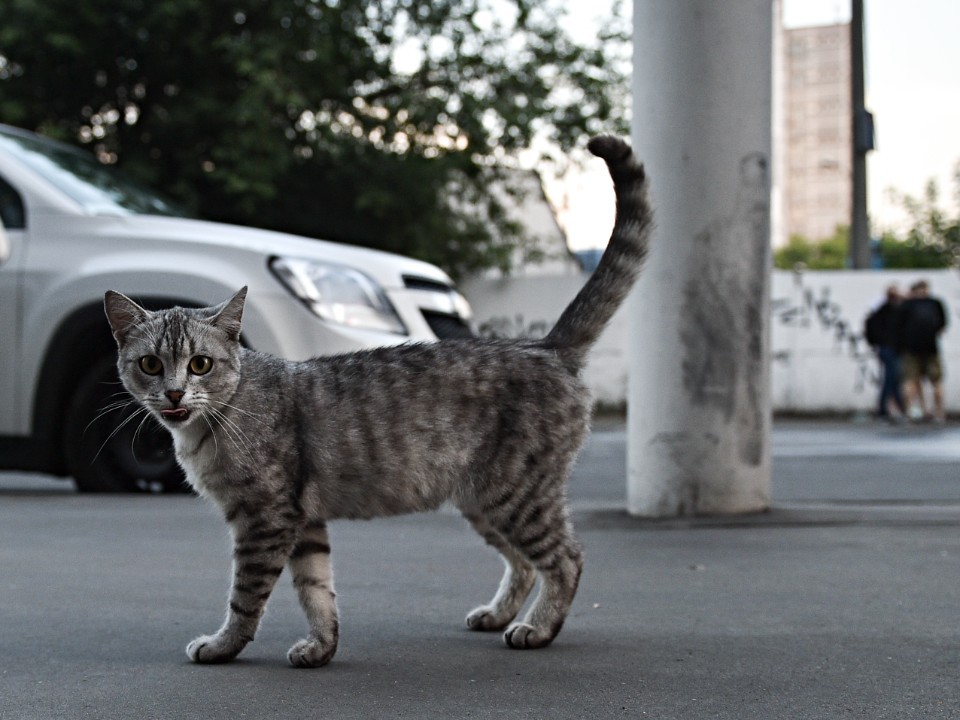 В Клину ищут дом для кошки, которую бросили в подъезде с переноской